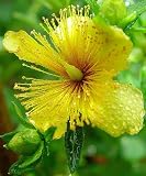 Amazon / Hirts: St. John's Wort: Gemo St. Johns Wort Perennial - Hypericum
