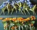 14 Bunch Assorted Flowers or Greenery for Horse Jumps