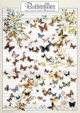 Butterflies Poster