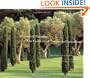 Mirrors of Paradise: The Gardens of Fernando Caruncho