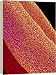 Penis erectile tissue, SEM - 16 Inch Canvas Print (40cm) by Science Photo Library
