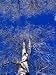 Birch Trees Covered in Frost, Finland Lonely Planet Collection Photographic Poster Pr...