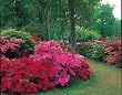 Clive Nichols Garden Collection 1000 Piece Puzzle - Summer at Woodlands Gardens, Exbury
