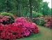 Clive Nichols Garden Collection 1000 Piece Puzzle - Summer at Woodlands Gardens, Exbury
