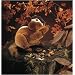 Folkmanis Inc. Fmt2092 Puppet Chipmunk