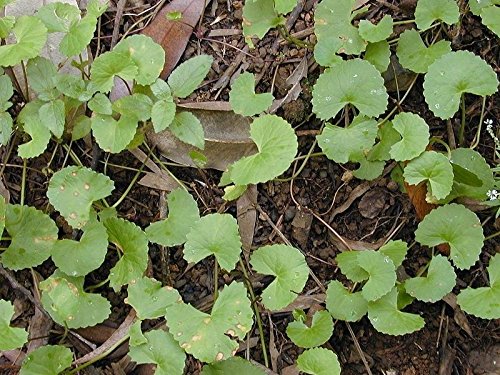 100 Gotu Kola Seeds- Centella Asiatica Medicinal Memory Herb