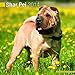 Shar Pei 2014 Wall Calendar