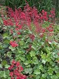 Eigenschaften Dachstauden  / Heuchera sanguinea Leuchtkaefer - Purpurgloeckchen