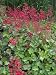Heuchera sanguinea Leuchtkaefer - Purpurgloeckchen