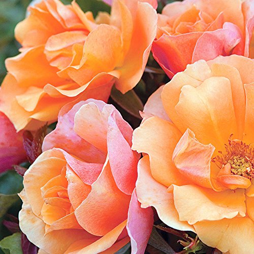 Tequila Rose Bush | Reblooming Orange Shrub Rose | Low Maintenance Easy To Grow | 4 Inch Container Potted