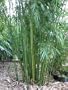 Bambusa Textilis Gracilis Graceful Bamboo