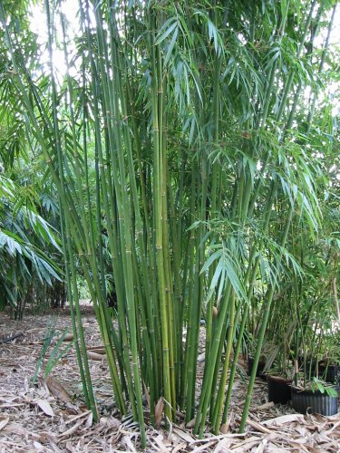 Bamboo Plant