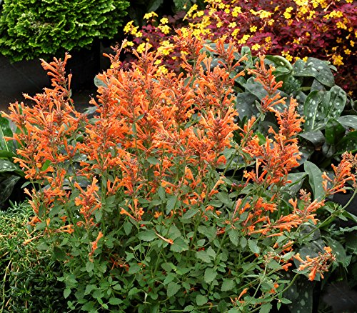 Agastache Seeds - APRICOT SUNRISE - Hummingbird Mint - Anise-Hyssop - 25 Seeds