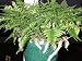 Rabbit's Foot Fern 6