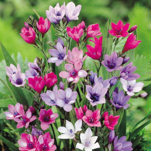 Babiana baboon Hybrida - 80