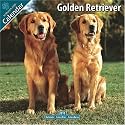 Golden Retriever 2010 Wall Calendar #10041-10