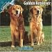 golden_retriever39golden retriever - Golden Retriever 2010 Wall Calendar 1004110