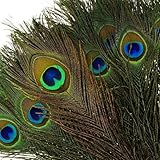 KAYSO Real Natural Peacock Feathers, 100 Pack