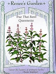 Basil True Thai Queenette Seeds 500 Seeds
