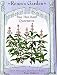 Basil True Thai Queenette Seeds 500 Seeds