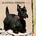 Scottish Terriers 2012 Square 12X12 Wall Calendar