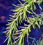 Amazon / Hirts: Bonsai: Gold Cascade Himalayan Cedar Pre-Bonsai Tree - Cedrus