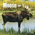 Moose 2010 Wall Calendar