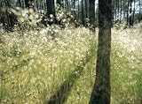 Brewster Wallcovering for National Geographic 8 500 Sparkling Light 8 panel mural with paste 12 9 x 8 10 Brewster Wallcovering for National Geographic 8-500 Sparkling Light 8 panel mural with paste 12' 9