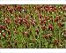 Photographic Prints of Crimson Clover - planted as a fodder crop from Ardea Wildlife Pets