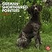 German Shorthaired Pointers 2012 Wall Calendar 12