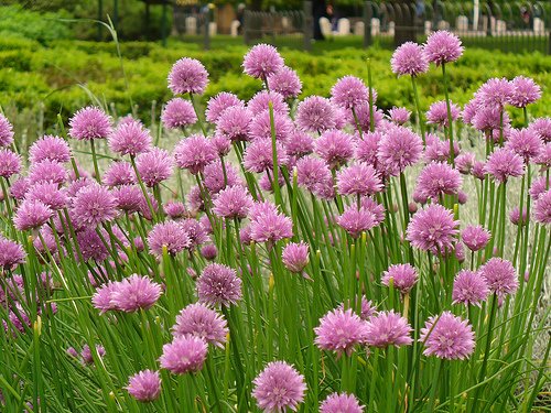 Garden Herb Chives 100 Seeds