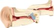 Ear Cross Section Model