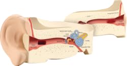 Ear Cross Section Model