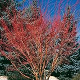 Japanese Maple - Coral Bark Japanese Maple