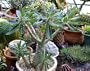 Pachypodium rosulatum 10 Seeds - Rare-Succulent-Bonsai