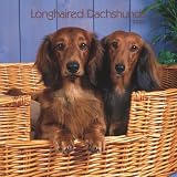 Dachshunds, Longhaired 2008 Square Wall Calendar