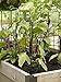 Gardener's Supply Company Pepper and Eggplant Garden Stakes | Upright Metal Vegetable Plant Supports | Sturdy V -Shape Stackable Ladder Trellis | 6