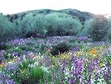 Search : California Wildflower Mix 1,000+ Seeds