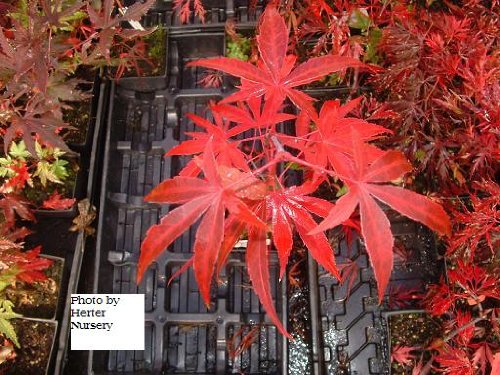 bamboo leaf japanese maple bonsai. Bonsai-Shears.com collects the best deals on onsai shears from all over the Internet. We#39;ve found an amazing deal on the Red Cloud Bamboo Leaf Japanese