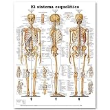 The The Skeletal System Anatomical Chart in Spanish (El Sistema Esqueletico)