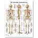 El Sistema Esqueletico / The Skeletal System Anatomical Chart