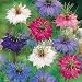 Nigella Persian Jewels mixed - Annual - 400 seeds
