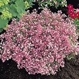[Free Shipping] 10PCS Gypsophila Garden Bride Pink Seeds // Gypsophila 10pcs semillas jardín novia de color rosa