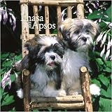 Lhasa Apsos 2010 Mini Wall Calendar