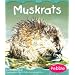 Muskrats (Wetland Animals)