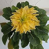 アマランサス（ハゲイトウ・葉鶏頭）：イエロースプレンダー4号ポット 2株セット