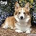 Corgi Calendar - Only Dog Breed Corgi Calendar - 2016 Wall calendars - Dog Calendars - Monthly Wall Calendar by Avonside