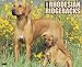 Books : Just Rhodesian Ridgebacks 2009 Calendar (Just)