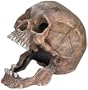 Nobby - D�coration pour aquarium - T�te de mort - 13,5 x 20 x 16,5 cm