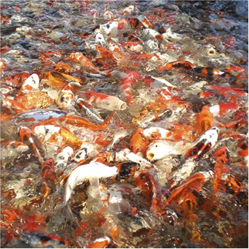 Cover image : 國魚錦鯉 [DVD]